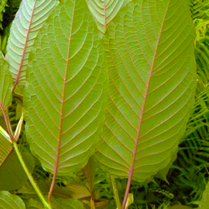 What is Maeng Da Kratom What is Maeng Da Kratom