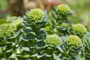 Rhodiola Rosea