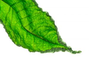 Mitragyna speciosa leaves.