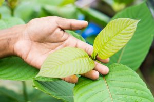 Kratom Strains