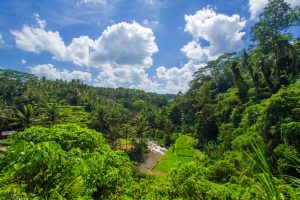 what is bali kratom