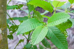 Does kratom show up on drug test