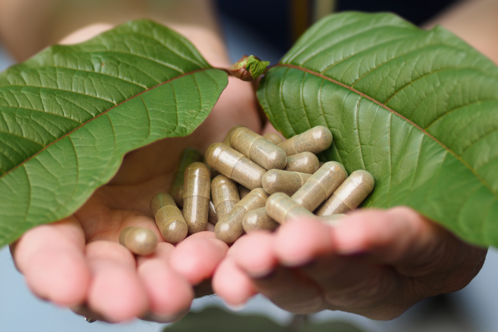 Kratom capsules and leaf