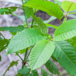Kratom Legislation 2026”