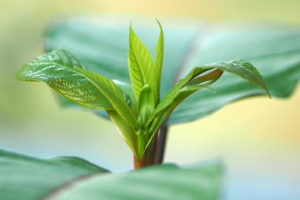 How to Grow Kratom