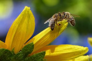 Bees: Why They Are Critical in the Ecosystem