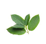 Top extracts wholesale