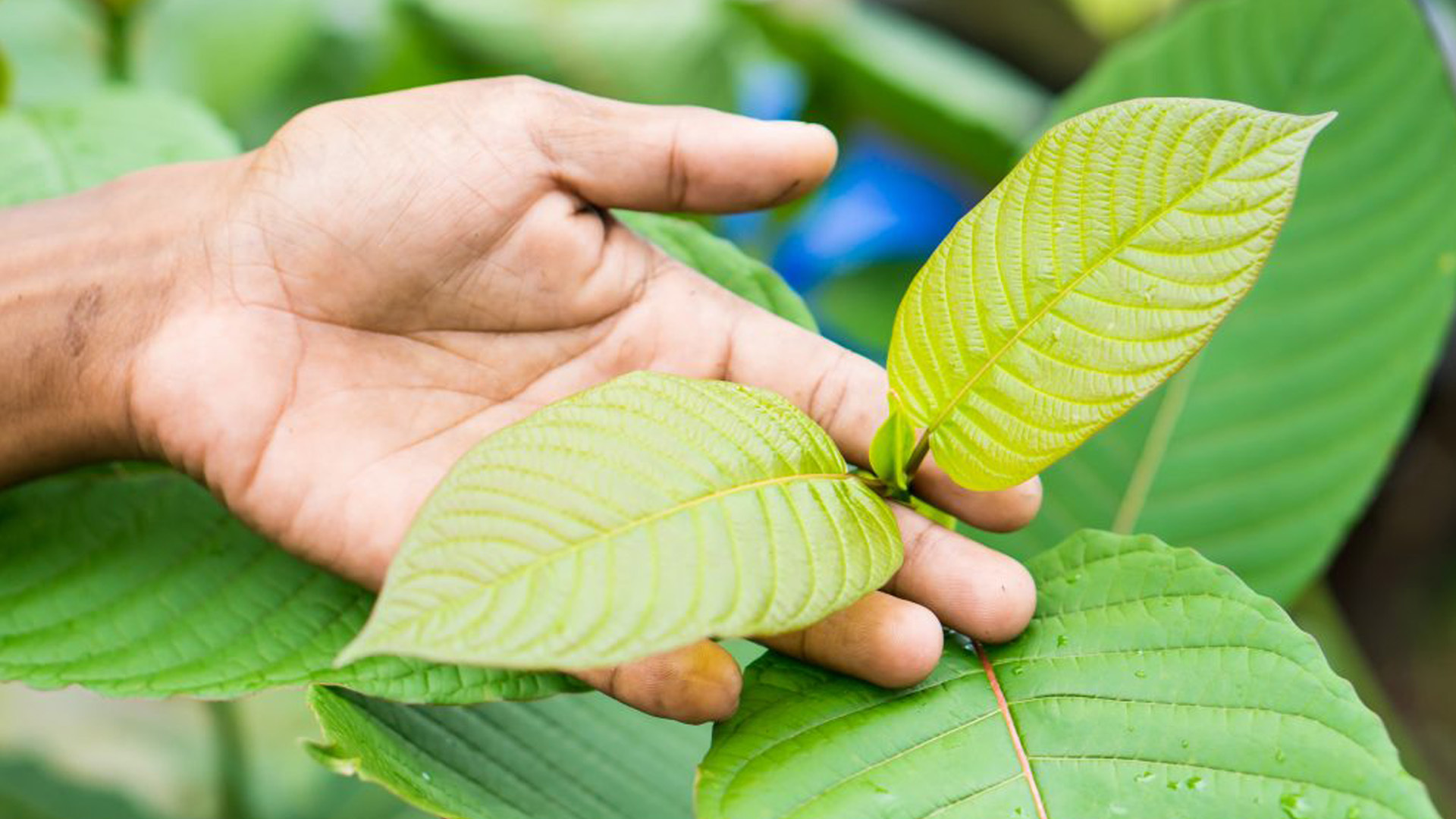yellow vietnam kratom